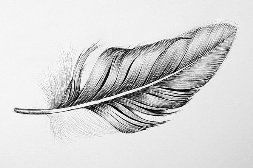 Drawing Feather Images  Free Download on Freepik