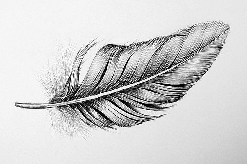 feather illustration 23