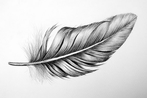 How to Draw a Feather - Steps to Creating an Easy Feather Drawing