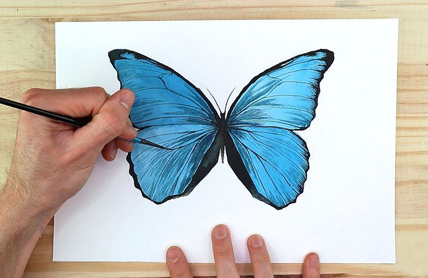 Butterfly Watercolor Art