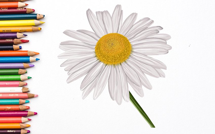 How to draw a Daisy
