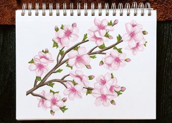 How to draw a cherry blossom