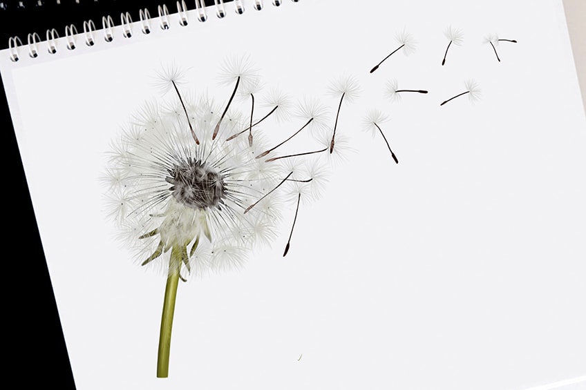 How To Draw A Dandelion Step By Step