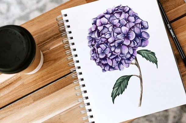 How To Draw A Hydrangea A Realistic Hydrangea Drawing Tutorial How To Draw A Hydrangea 610x406