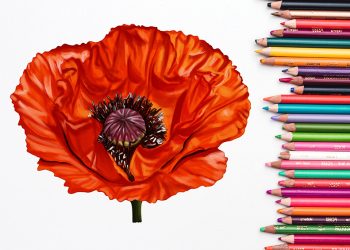 How to draw a poppy flower