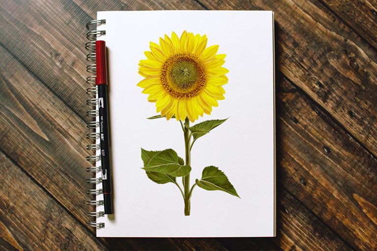 How to Draw a Sunflower – Creating a Realistic Sunflower Sketch