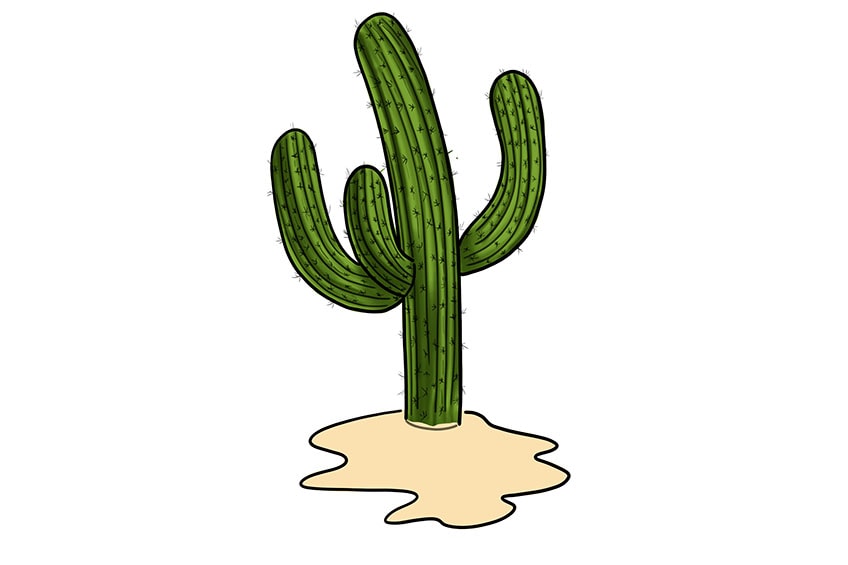 cactus drawing 11