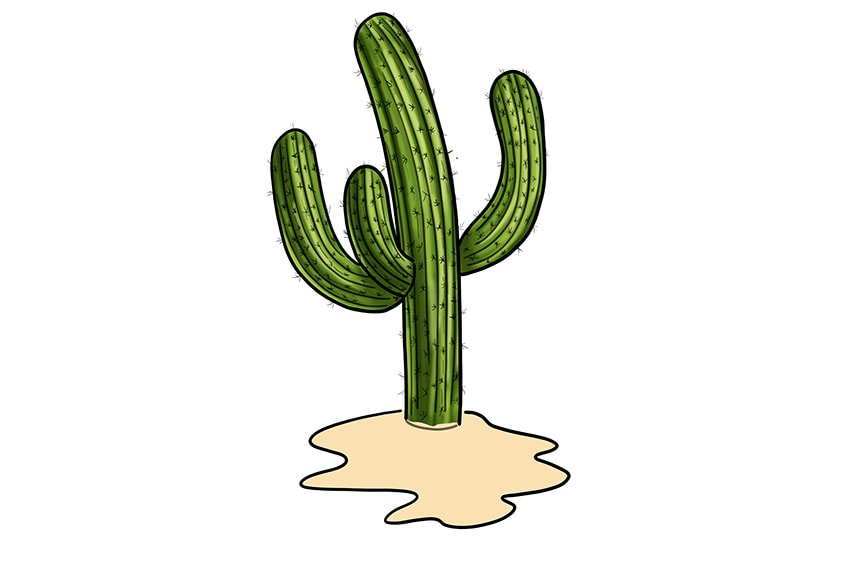 cactus drawing 13