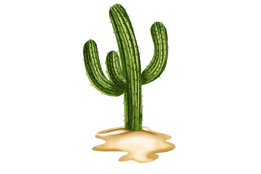 cactus drawing