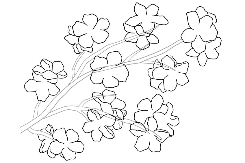 cherry blossom drawing 03
