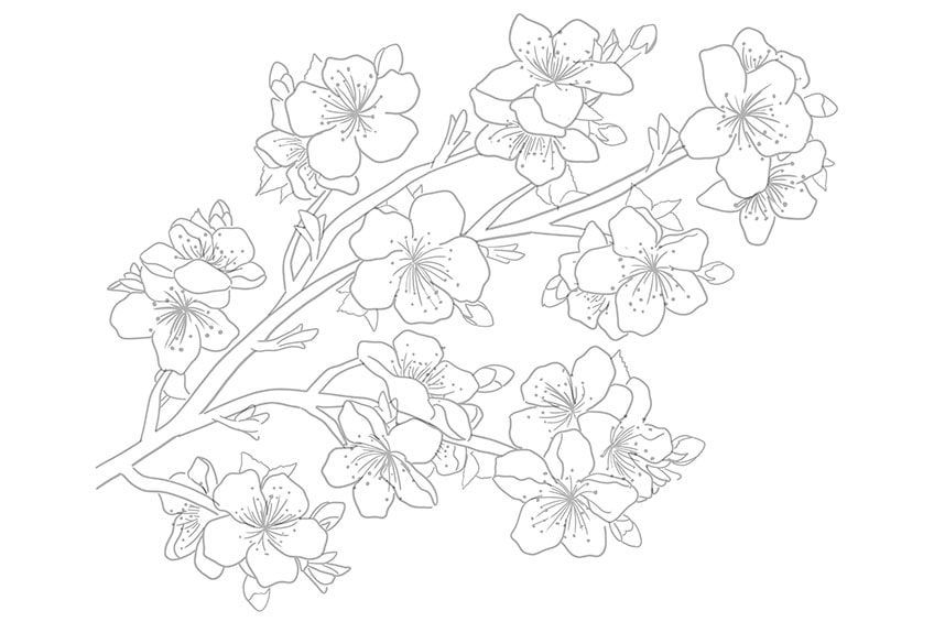 cherry blossom drawing 06