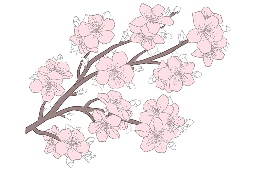 Cherry Blossom Flower Drawing Illustration PNG Images  AI Free Download   Pikbest