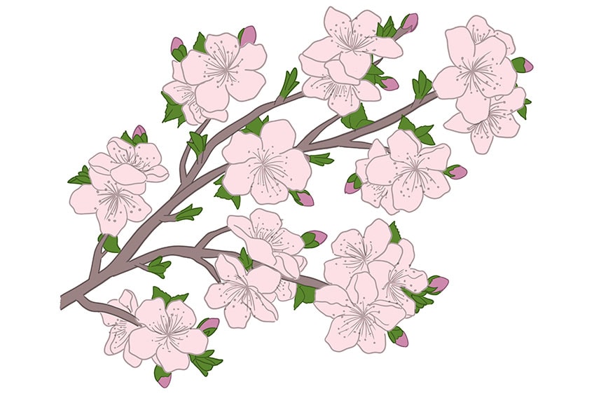 cherry blossom drawing 09