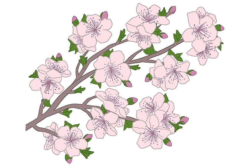 cherry blossom drawing 10