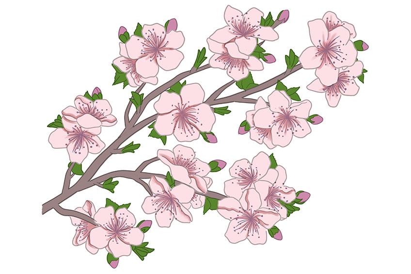 cherry blossom drawing 11
