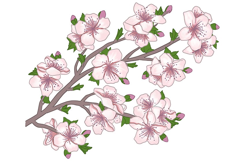 cherry blossom drawing 12