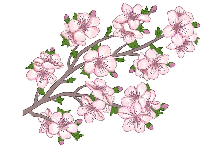 cherry blossom drawing 13