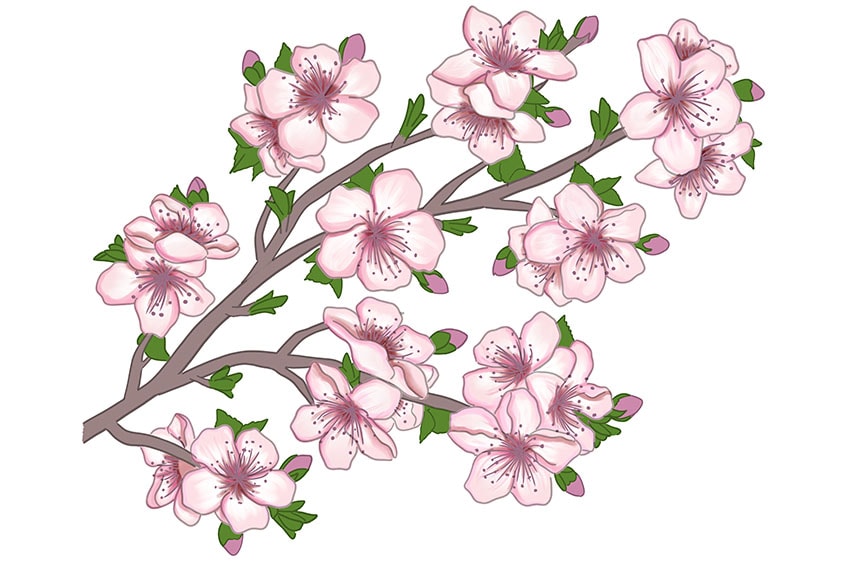 cherry blossom drawing 14