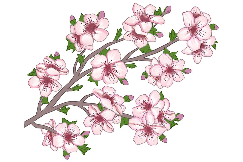 cherry blossom drawing 15