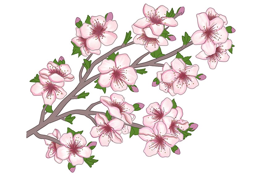 cherry blossom drawing 16