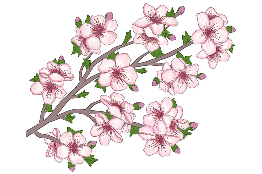 cherry blossom drawing 17