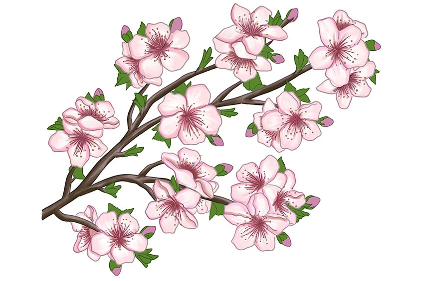 cherry blossom drawing 18
