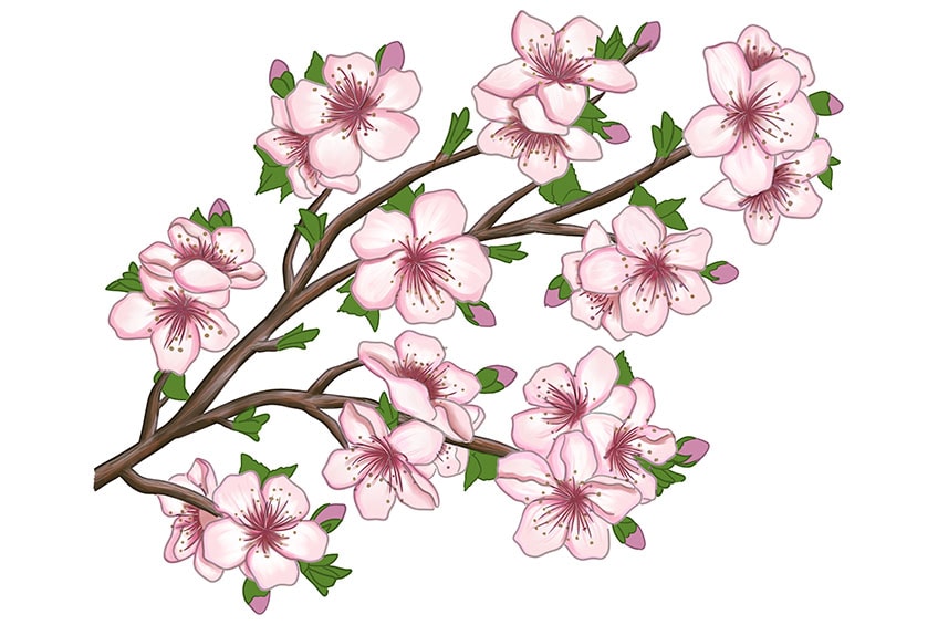 cherry blossom drawing 20