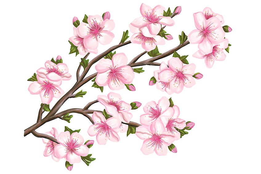 cherry blossom drawing