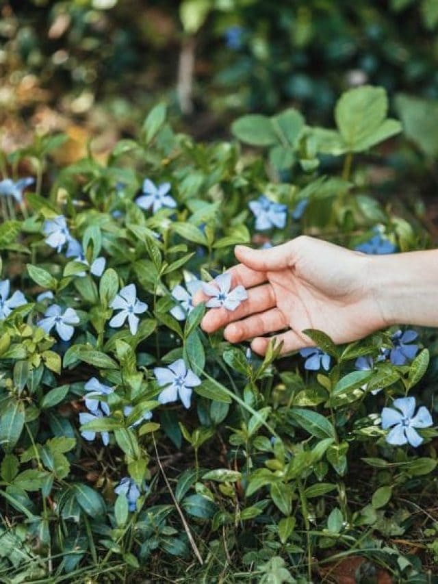 Periwinkle Color
