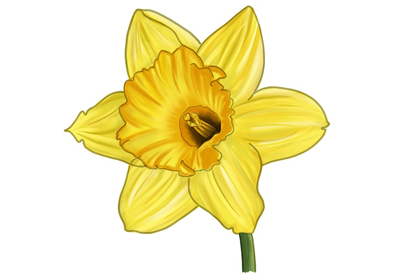 daffodil art