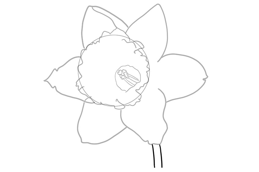 daffodil flower drawing 0