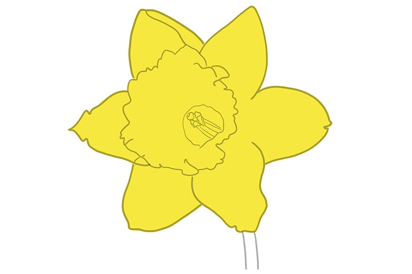 daffodil flower drawing 06