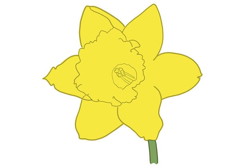 daffodil flower drawing 07