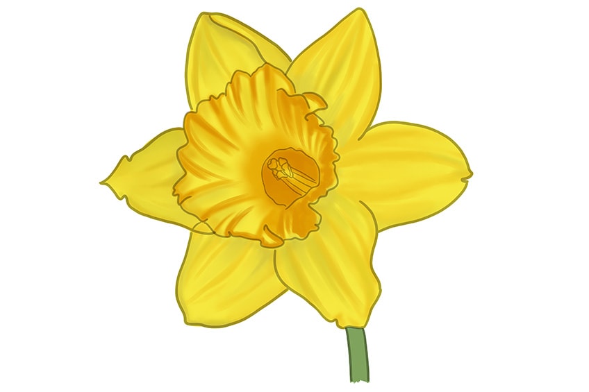 Daffodil Drawing How To Draw A Daffodil Step By Step, 41% OFF