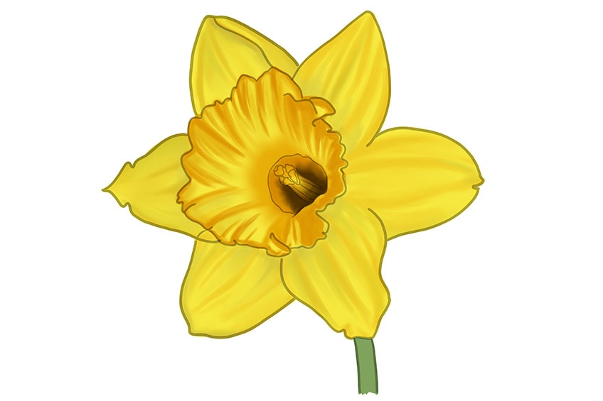 daffodil flower drawing 10