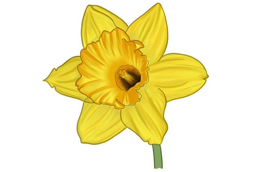 daffodil flower drawing 11