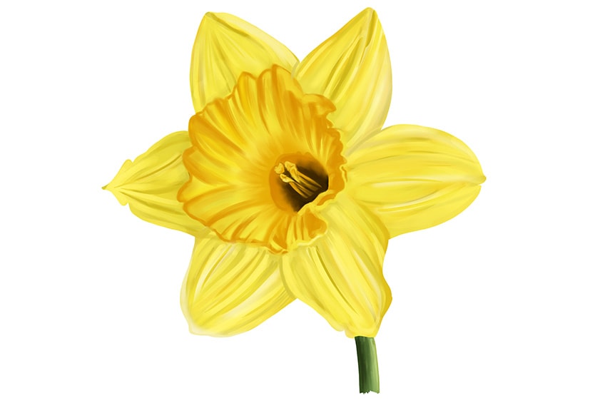 daffodil flower drawing
