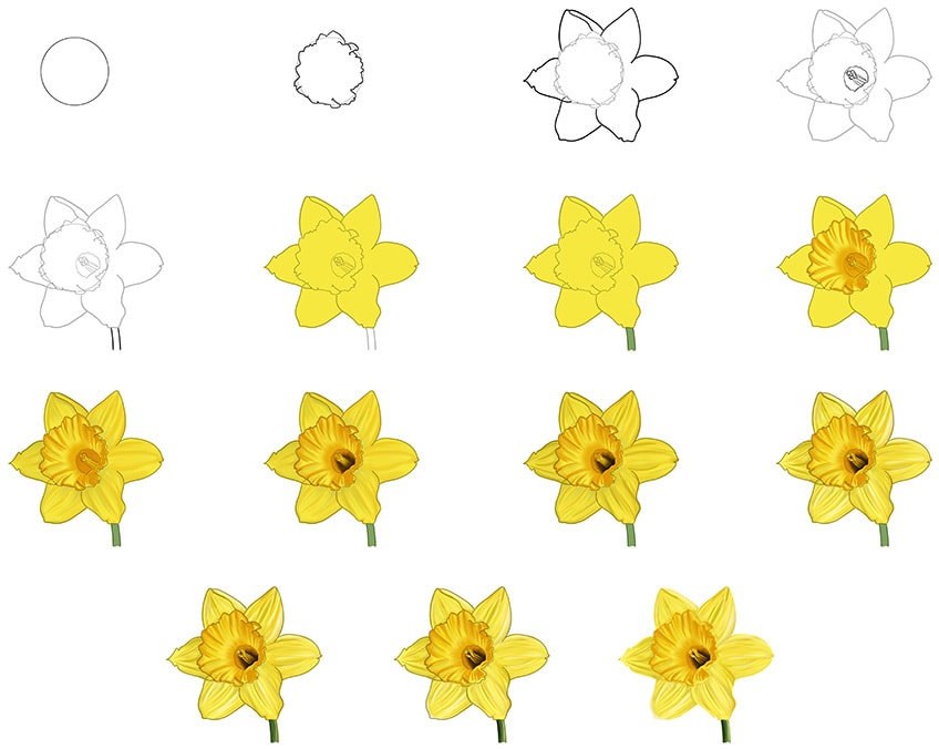 Share more than 79 daffodil flower sketch best - seven.edu.vn