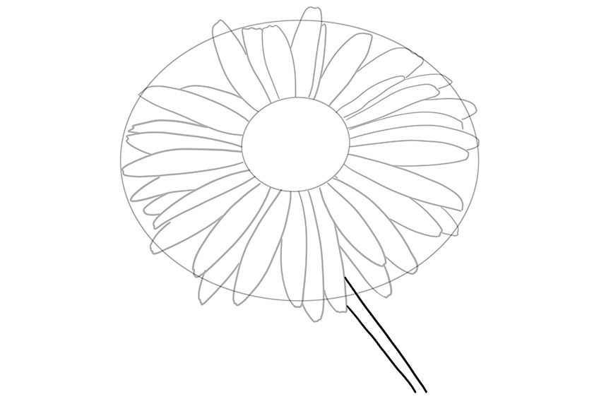 daisy flower drawing 04