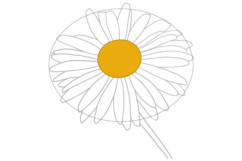daisy flower drawing 05
