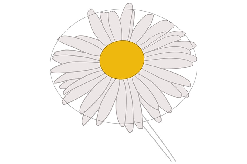 daisy flower drawing 06