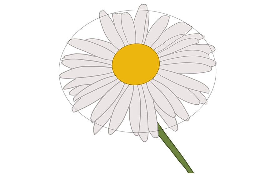 daisy flower drawing 07