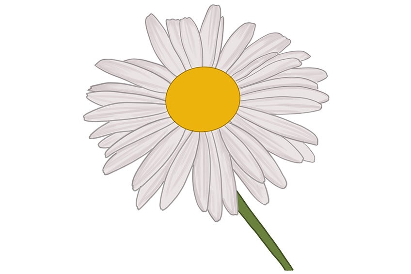daisy flower drawing 08
