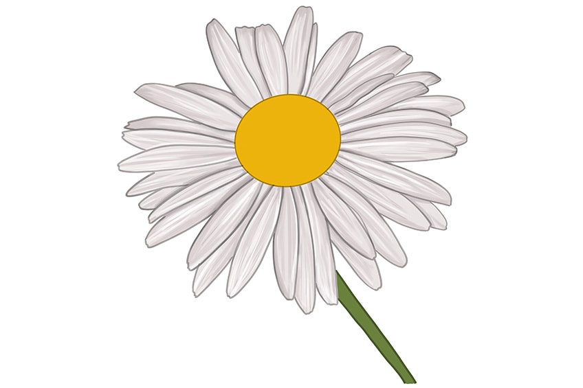 daisy flower drawing 10