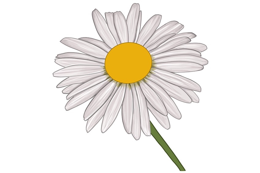 daisy flower drawing 11