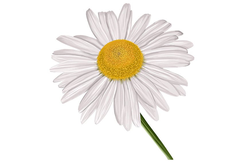 daisy flower drawing