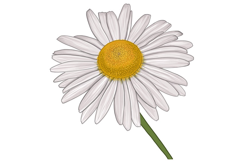 daisy flower sketch