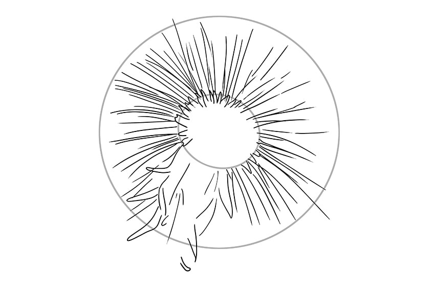 dandelion drawing 03