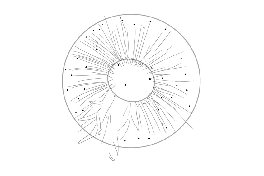 dandelion drawing 04