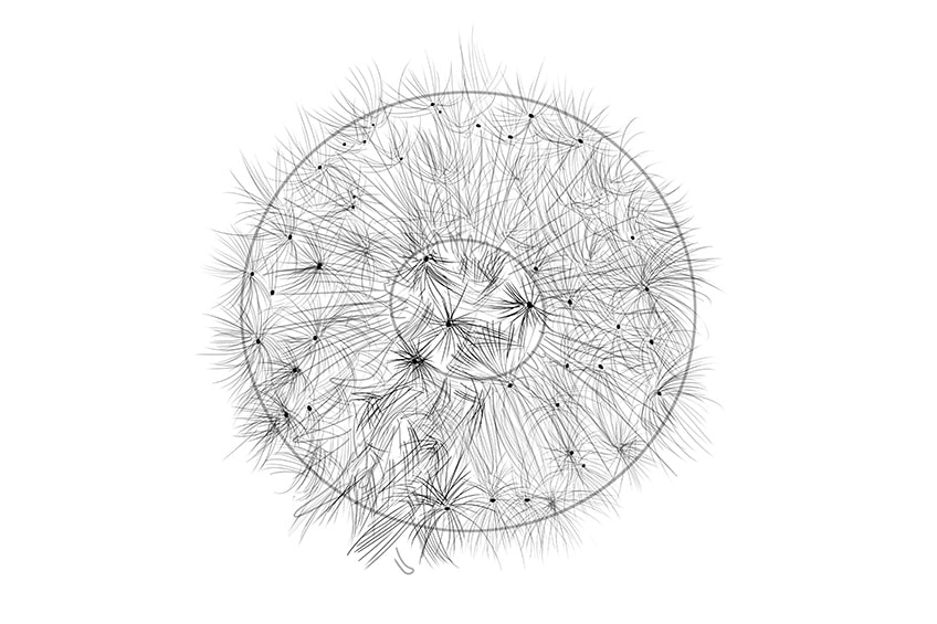 how to draw a dandelion puff